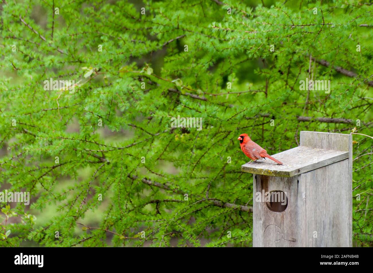 Little Canada, Minnesota. Gervais Mill Park. Maschio Cardinale settentrionale, Cardinalis cardinalis, seduto sulla nidificazione degli uccelli casella in primavera con una bella g Foto Stock