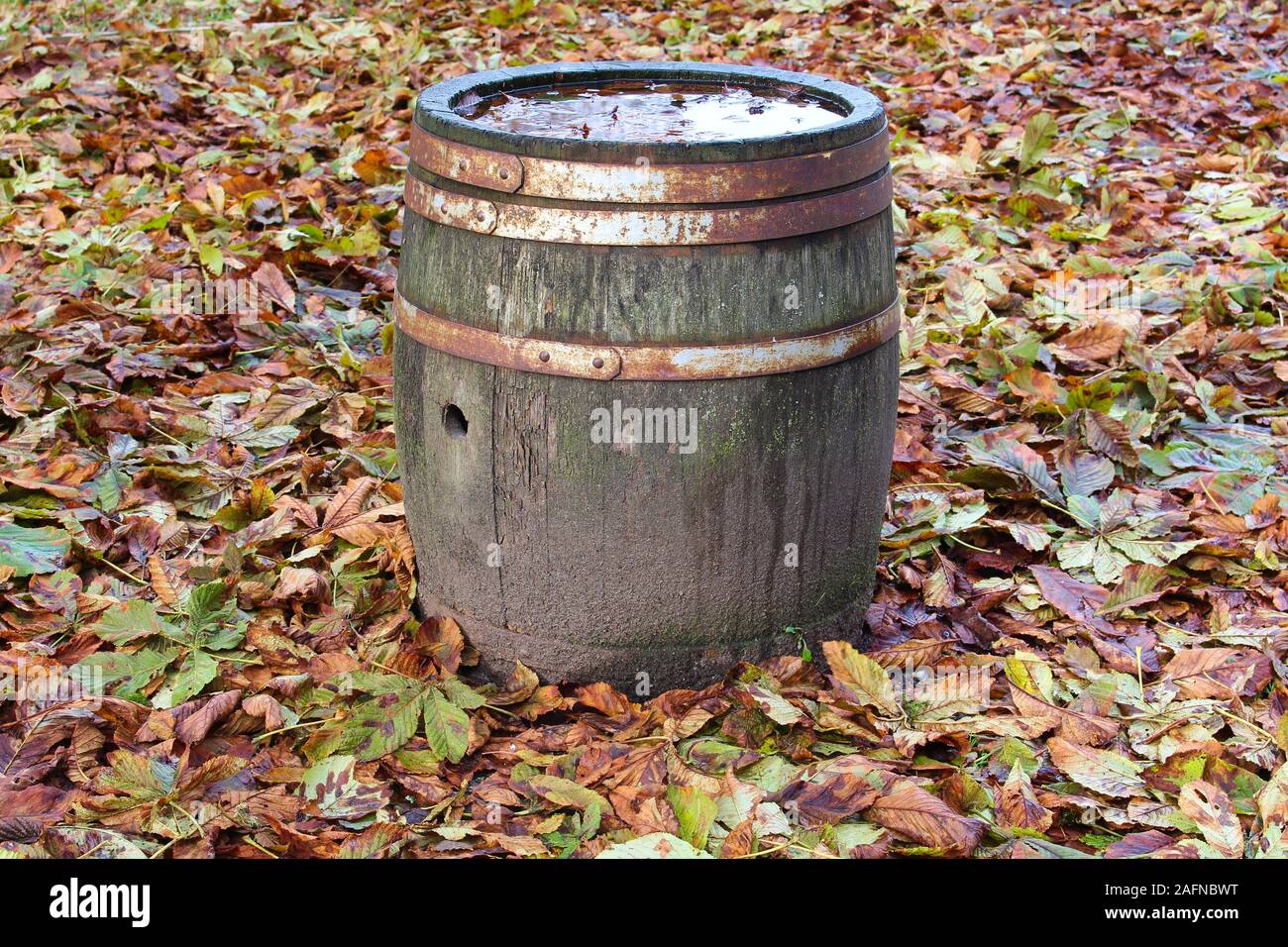 Il vecchio Barile di legno circondato da foglie di castagno Foto Stock