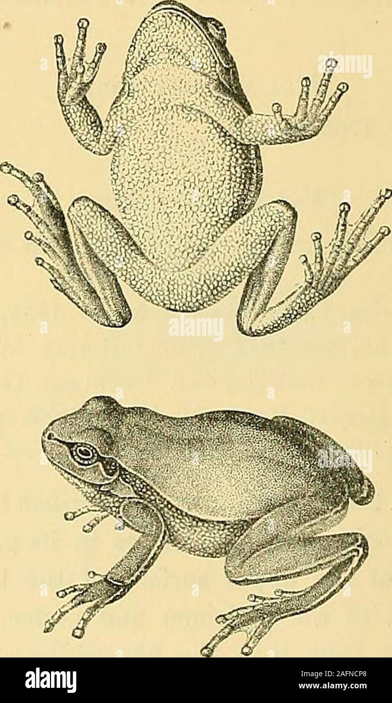 . Zoologia dell Egitto. l confine dell'arto posteriore. Sotto la superficie dell'bodyis bianco giallastro. Il sig. Boulenger dà la seguente come i caratteri distintivi di questa varietà:- 358 IL BATKACHIANS d'Egitto. Simile alla forma tipica, ma la marcatura sul lombo è assente; la streakfrequently laterale suddivisi in punti dalla metà del lato. Questa descrizione sibasa su individui dall'isola d'Elba, dalla regione a est del Levantas quanto Resht nel nord della Persia e dall'isola di Hainan nel Mare cinese.La descrizione fatta dall'Audouin di Hyla savignyi diff Foto Stock