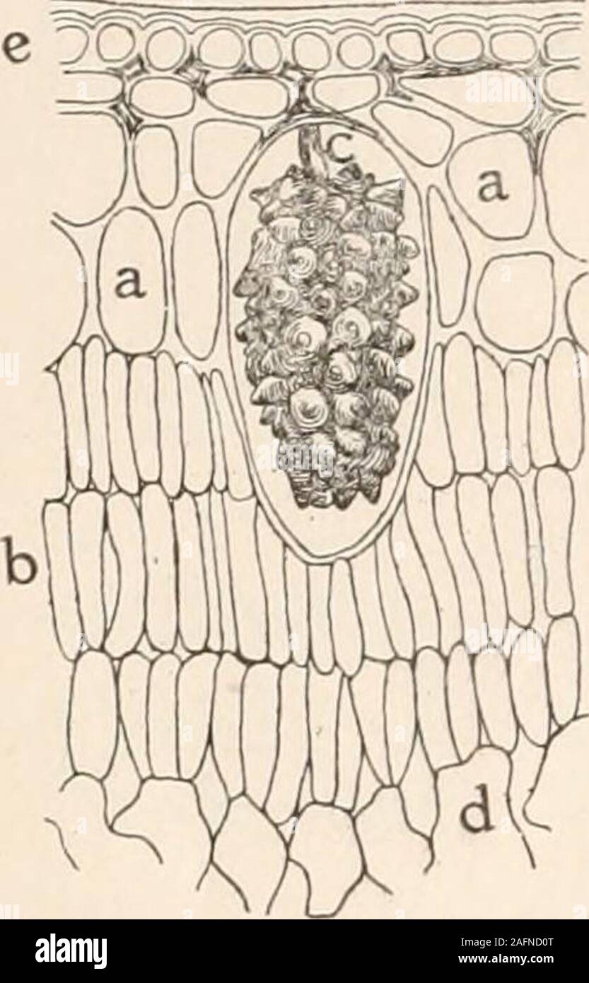 . Anatomia vegetale dal punto di vista dello sviluppo e funzioni dei tessuti, e manuale di micro-technic. FIG. 12.-i, l'epidermide di foglie di quercia; 2,l'epidermide di foglia di Iris, sia visto da sullasuperficie; 3, gruppo di cellule provenienti da un petalo di Violatricolor; 4, due cellule epidermiche in croce sectionshowing ispessita della parete esterna differentiatedinto tre strati, cioè una cuticola esterna,cutinized strato (ombreggiato), e un strato innercellulose; 5 e 6, epidermica outgrowthsin forma di scale e peli. (3 afterStrasburger, 4 dopo Sachs e 5 dopo deBary.) la differenziazione dei tessuti. sono riempiti wi Foto Stock