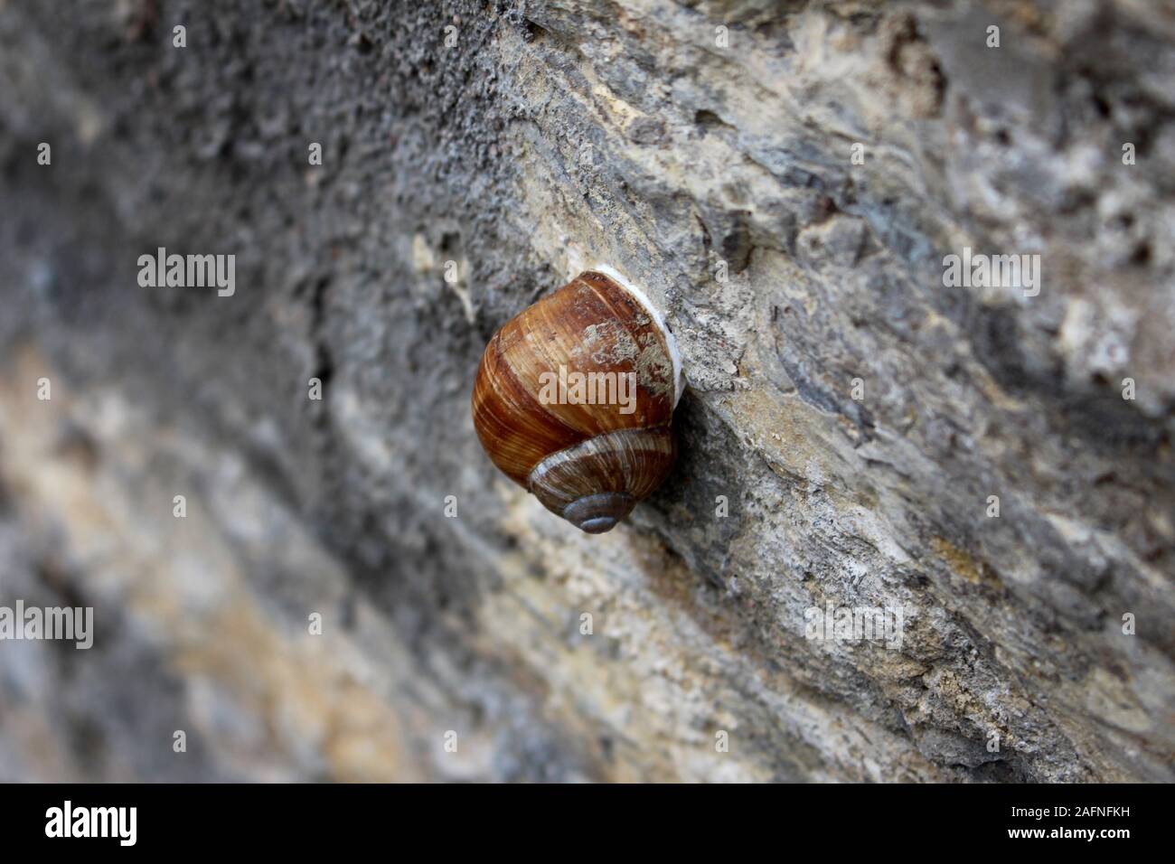 La lumaca comune attaccato a un muro di pietra, scelto focus, strette DOF Foto Stock