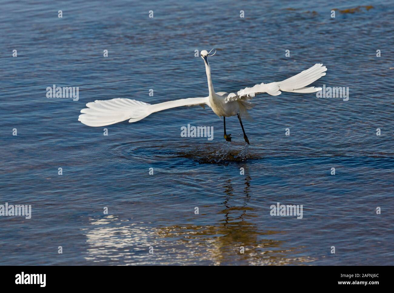 Garzetta, Egretta garzetta, prendere il volo in Quinta de Marim, parco naturale Ria Formosa, Algarve, PORTOGALLO Foto Stock