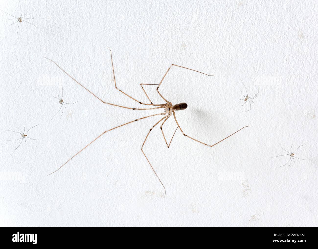 Pholcus phalangioides / daddy long-gambe spider Foto Stock