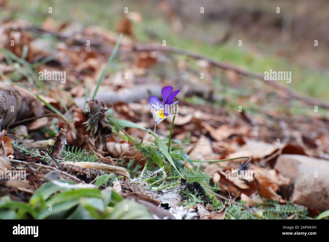 Fiori di prato in una giornata di sole. Foto Stock