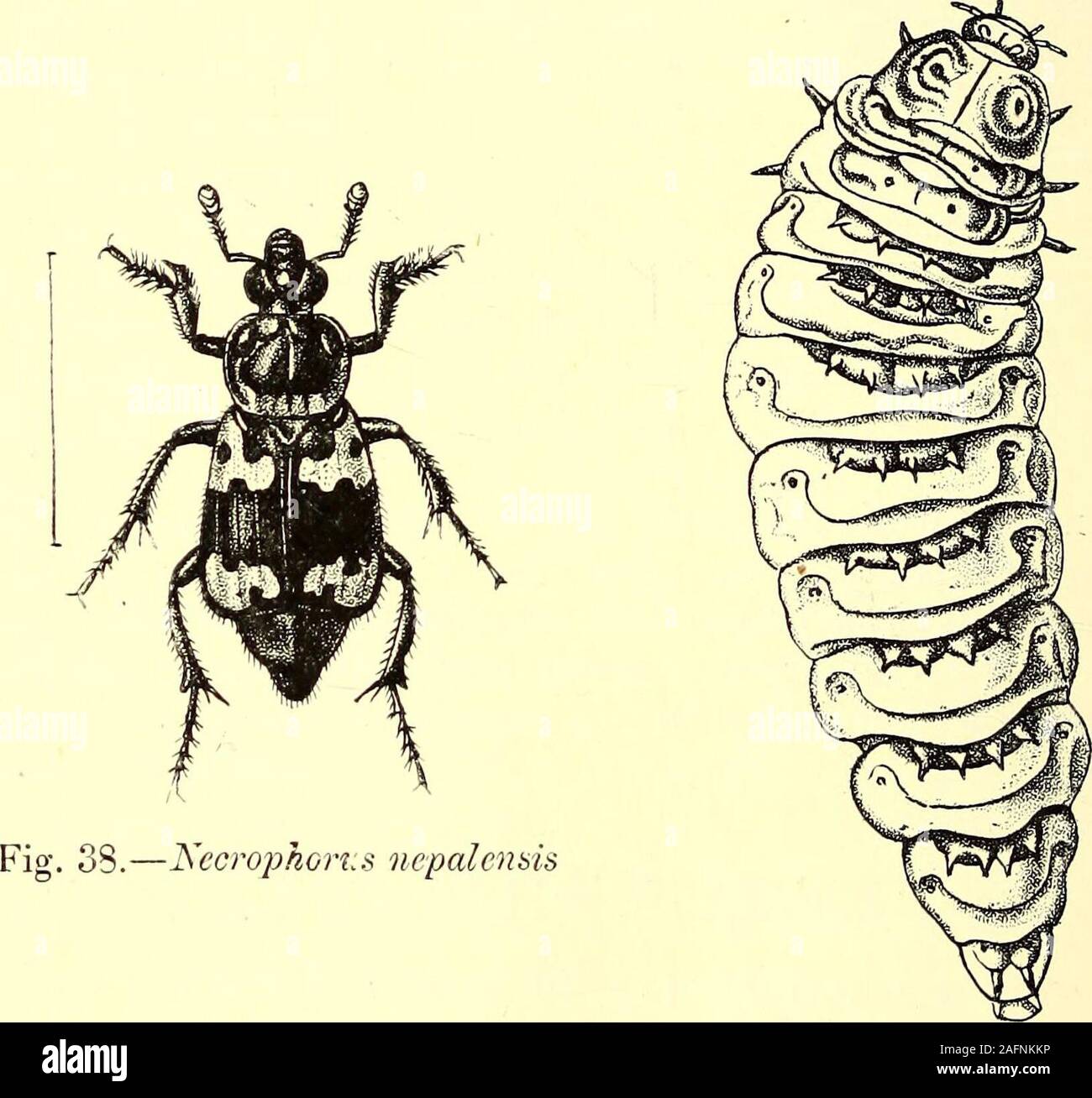 . Coleoptera : introduzione generale e Cicindelidae e Paussidae. 84 INTRODUZIONE. eretto in una distinta famiglia, ma sembrano differire da theISilphid^e soltanto nella formazione dell'anteriore e coxae theirsurroundings. Un gran numero di cieco caverna-insetti del generaBatJiyscia, Adelops, ecc., appartengono alla famiglia. Le larve di vari generi sono molto diversi, quelli ofNecrophorus essendo grande, carnosa, le larve inattivi, con piccole spinoseplates sui segmenti di dorsale, mentre quelli di Silpha, nella maggior parte dei casi,sono molto attivi e sono onisciform, o sagomata come il legno-pidocchi, conla segmen Foto Stock