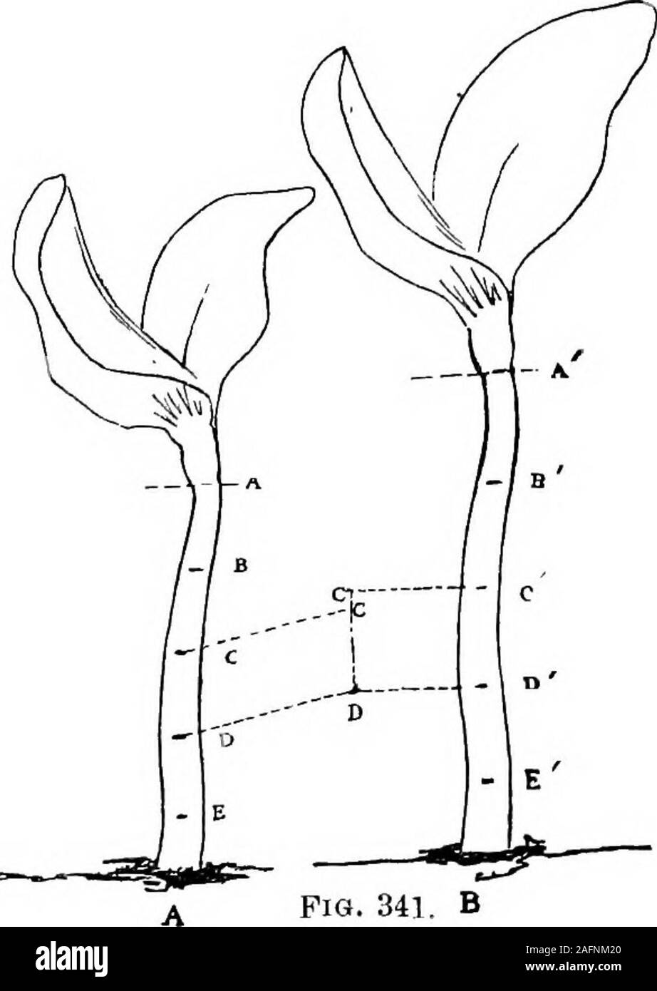 . Lezioni con piante. Suggerimenti per vedere e interpretare alcune delle forme comuni di vegetazione. ts del comune di zucca e dell'estate bush squashesare troppo fibroso e branchy per questa prova. 3906. Va precisato che la radice non crescono a punta itsvery, ma principalmente in una zona ristretta appena di ritorno della punta ; butthe determinazione di questo punto è un po' troppo difficile per l'impresa di sgranatura, e inoltre è estraneo alla fine di questa lezione. 391. Ora facciamo un simile experimentwith lo stelo o peduncolo. Contrassegnare una giovane stelo, come A in Fig. 341; ma thenext giorno potremo trovare tha Foto Stock
