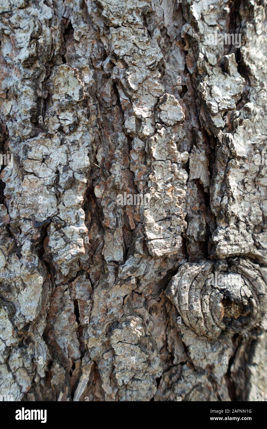 Consistenza naturale di corteccia di albero. Corteccia di albero piano Foto Stock