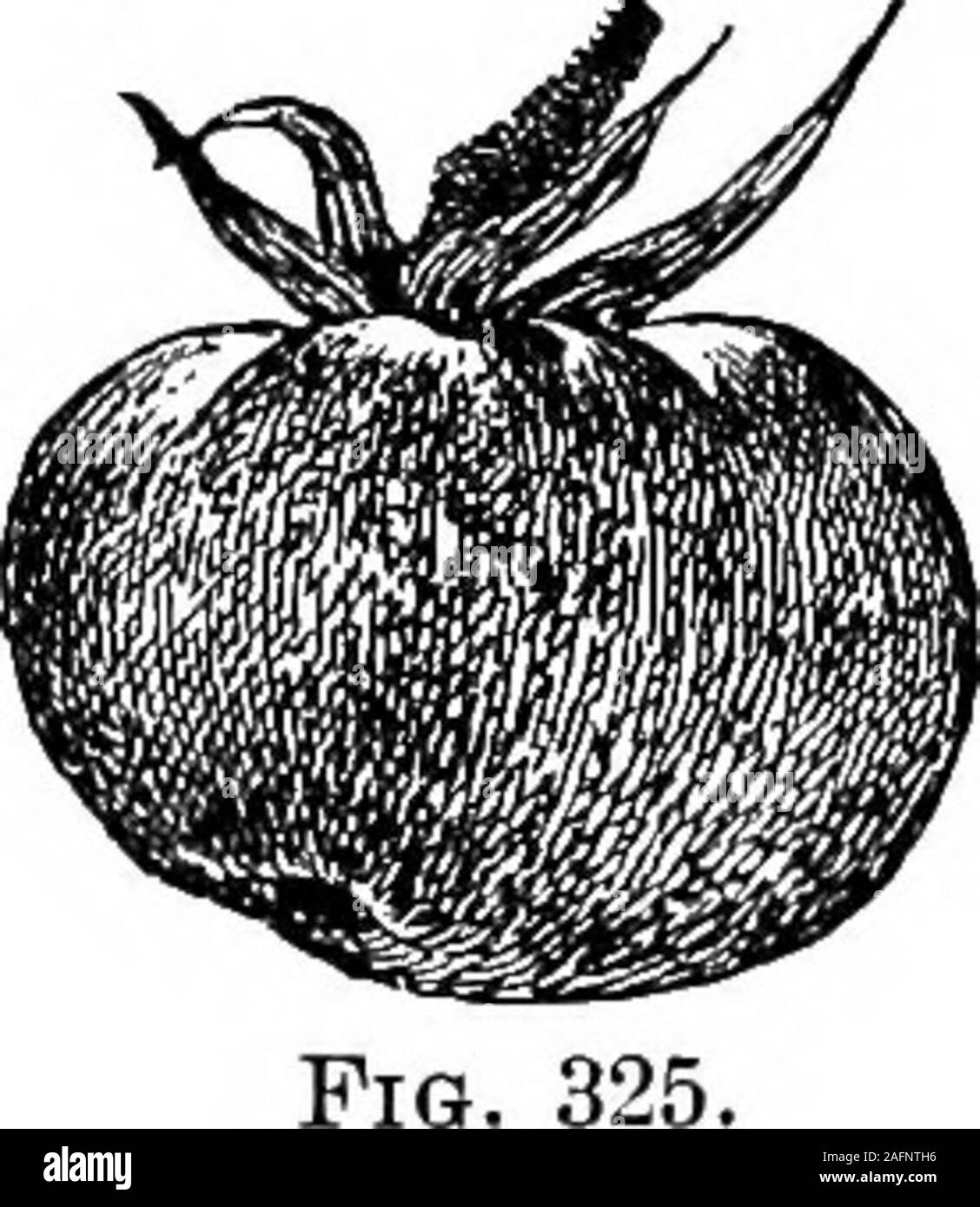 . Lezioni con piante. Suggerimenti per vedere e interpretare alcune delle forme comuni di vegetazione. Egli exerciseany polline altra funzione che quella di impregnare l'ovulo? 377a. Il corpo o sti-ucture che è impregnata viene, strictlyspeaking, non l'ovulo ma l'uovo-cella dell'embrione-sac ; ma anexplanation del processo di fecondazione non è inteso qui. Granella Thepollen invia un tubo (il processo è generalmente chiamato germi-nazione), che penetra la stigmatizzazione e stile e raggiunge theembryo sac, dove una cellula spermatica viene scaricato. Come regola generale, uno pollengrain fecundates un uovo-cella, ma t Foto Stock