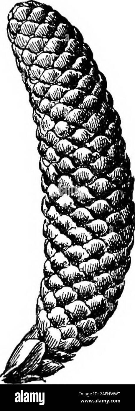 . Lezioni con piante. Suggerimenti per vedere e interpretare alcune delle forme comuni di vegetazione. Noi abbiamo un'altra illustrazione del fatto che il piano del fiore è più im-portant nella determinazione kinships rispetto al ap-pearance dei fiori o dell'impianto (253). Suggerimenti.-confronta la figura 1 con la fragola e raspa-berry; anche con la Bardana. Tutte queste piante sono molto nnlikethe figura nella morfologia, ma il contrasto di tirar fuori il differiscono-meeting ed esempi. È la figura di un recipiente in senso incui il termine è utilizzato con la senape (166), o come è il usedwith sunfl Foto Stock