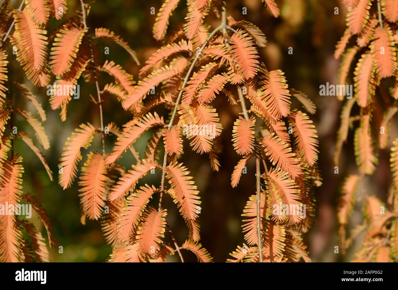 Foglie di Metasequoia glyptrostoboides, o palude cipresso, candelette di marrone rossiccio nel tardo autunno del sole nel giardino botanico in Oxford, Regno Unito Foto Stock
