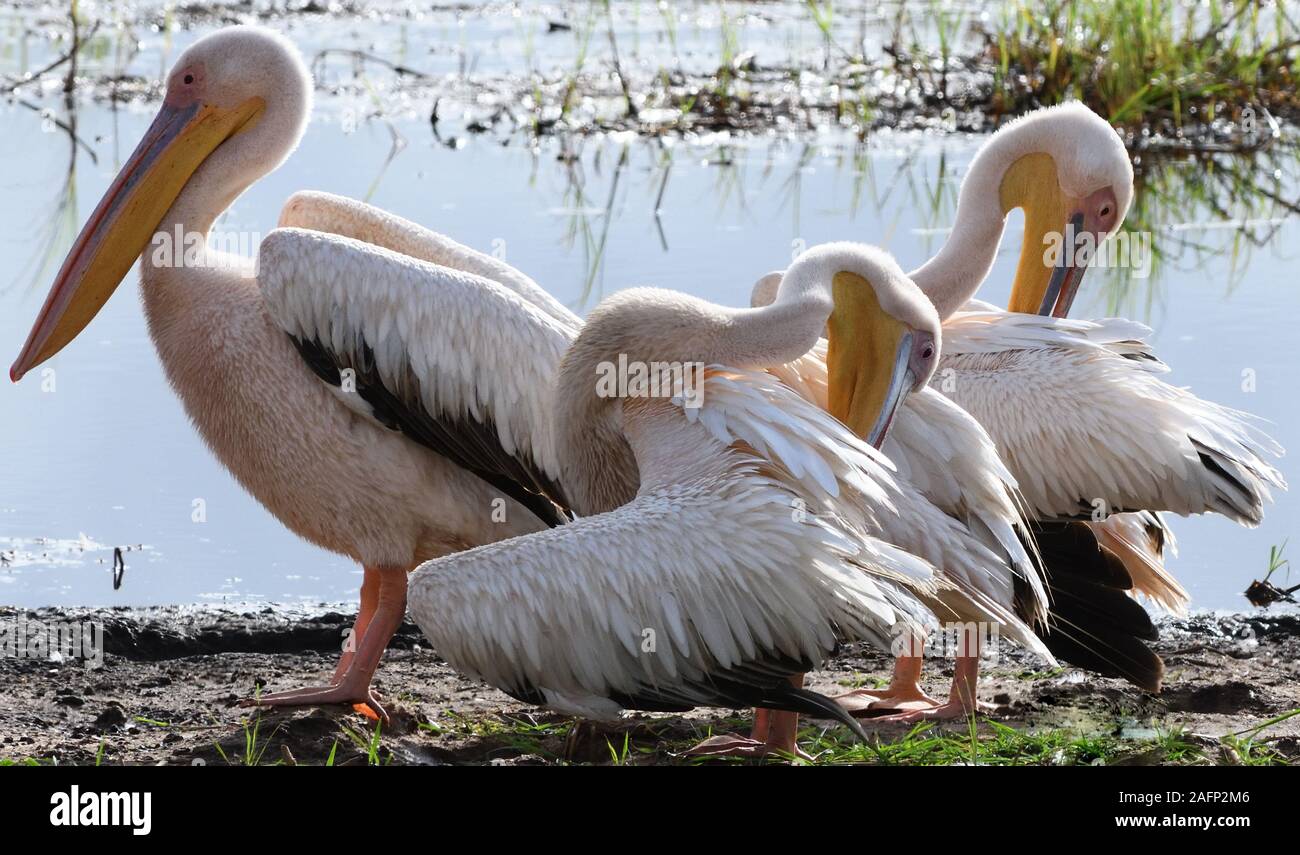 Grande bianco pellicani (Pelecanus onocrotalus) il resto e preen da aprire l'acqua sul bordo di Silale palude. Parco Nazionale di Tarangire e, Tanzania. Foto Stock