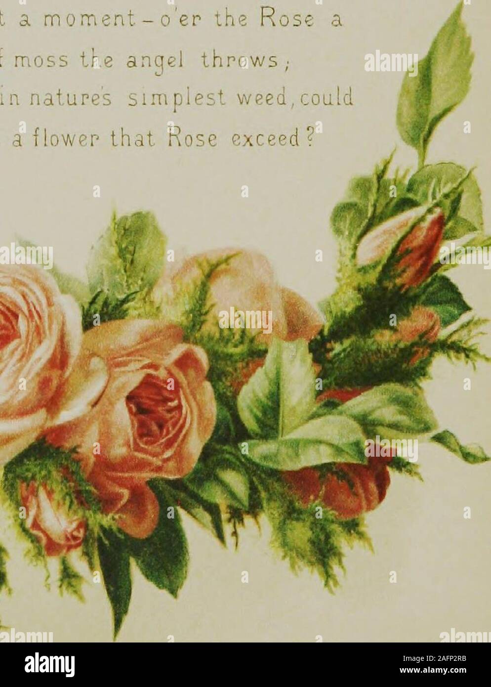 . Il linguaggio artistico di fiori. :2? V rose, cane . .Rose, viburno .Rose, Handred- leayed . .Rose, Japaa piacere e dolore.L'inverno. Orgoglio. La bellezza è il vostro 07ilyattraction. RosOj Maiden arrossire Se mi amate troverete fuori. Rose, Montiflora .Rosa Mundi . ,Rose, muschio. .Ruso, muschio, ClusterRose, Singolo . .Rose, Thornles3Rose, unico . .Rosa, Bianco . .Rose, Whito (appassiti)rosa, rosa gialla, York andLancaster . . Rose, Full-soffiato, collocato sopra twoBuds .... Rose, bianco andRed insieme le rose, corona di , Rosobud, Rosso . Rosebud, AVhite . Rosebud, Moss Rosebud (Rhodo-dendron) Roseau ary Rudbeckia R Foto Stock