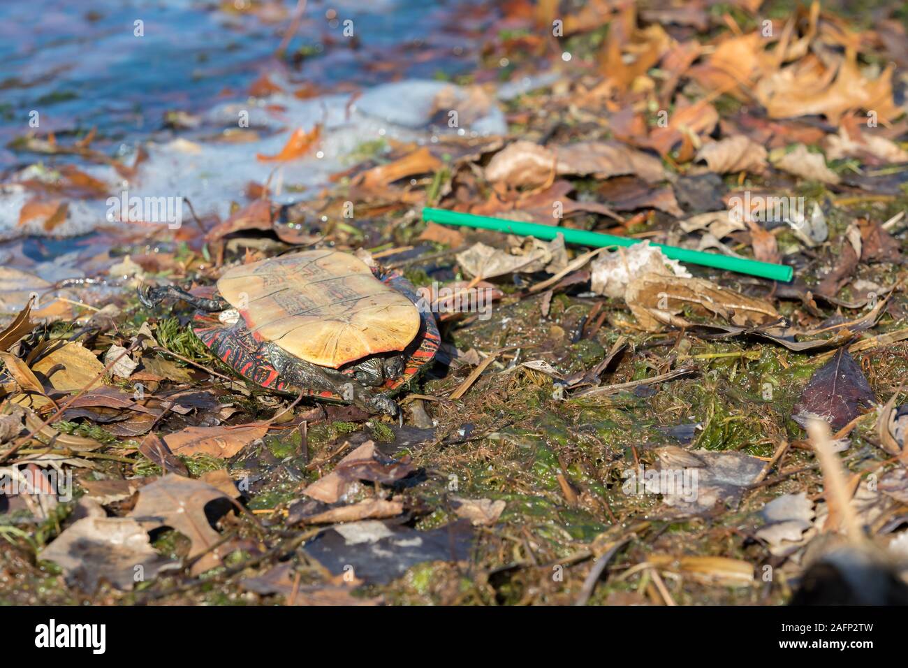Primo piano della tartaruga morta recante capovolto sul retro del guscio di plastica verde nel Cestino di paglia. Il lago di acqua in background. Concetto di riciclaggio, inquinamento Foto Stock
