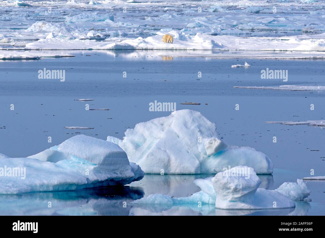 Orso polare sul mare di ghiaccio della costa orientale della Groenlandia Foto Stock