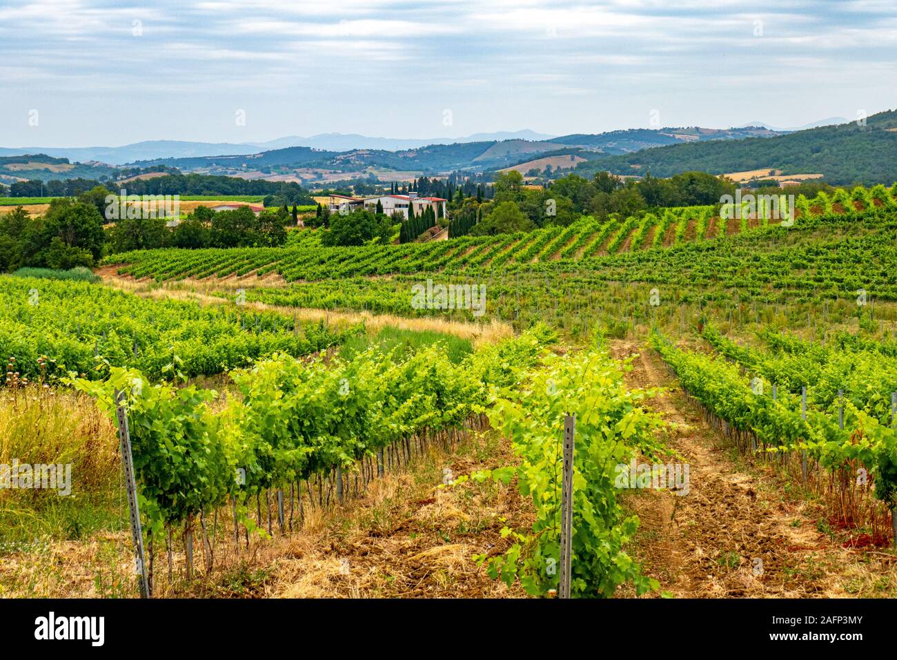 Campagna italiana con alberi e campi a cielo nuvoloso in Toscana Foto Stock