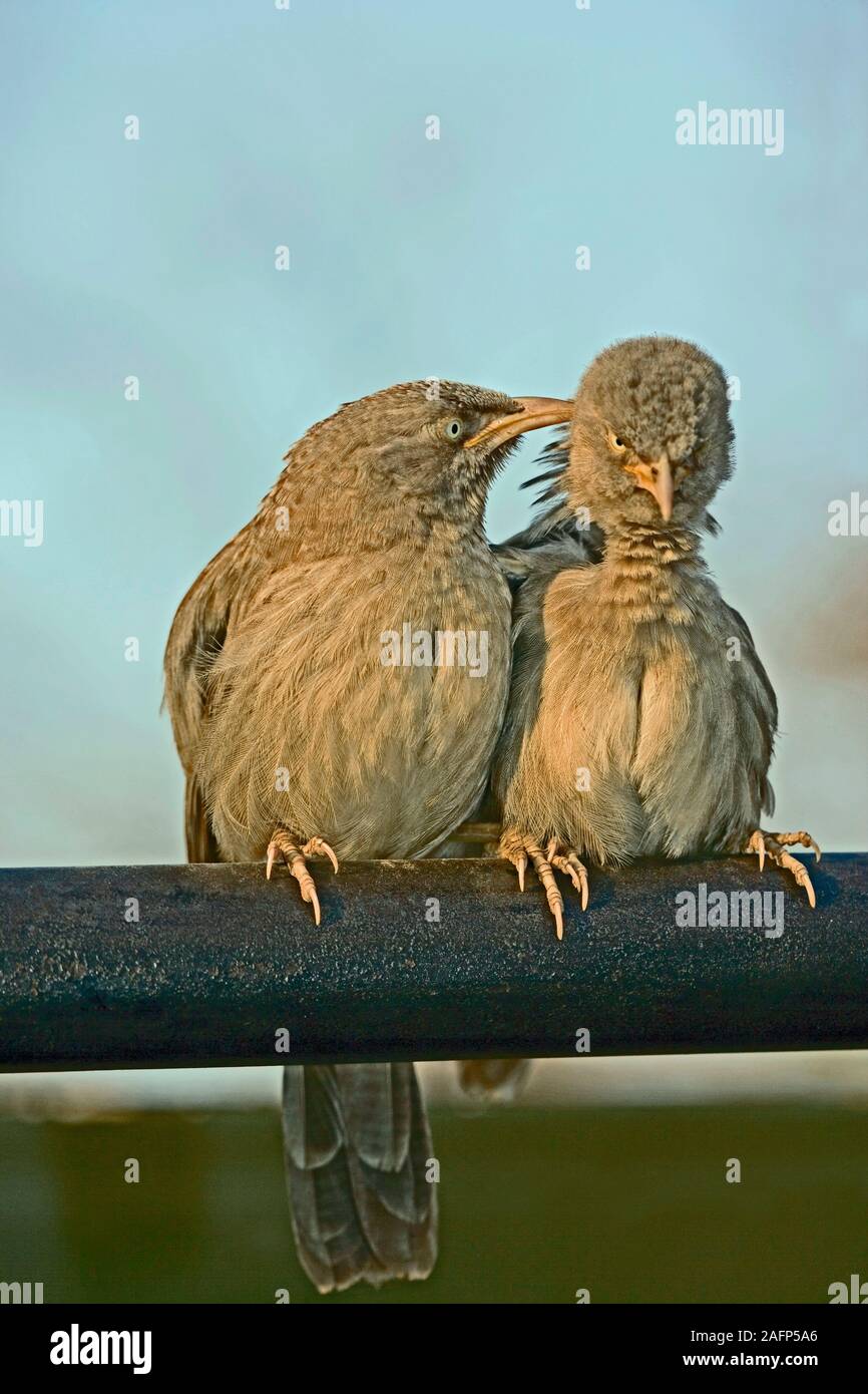 JUNGLE BABBLER (Turdoides striatus). Preening reciproco. Rajasthan, India. Foto Stock