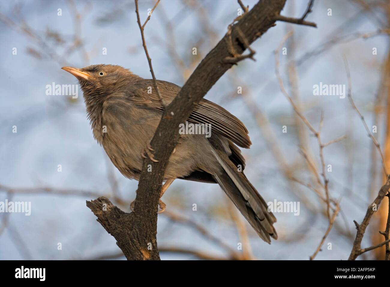 JUNGLE BABBLER (Turdoides striatus). Piede, piedi che afferrano, tenendo un ramo. Perching. Passerina. Vista dal basso. Rajasthan, India. Foto Stock