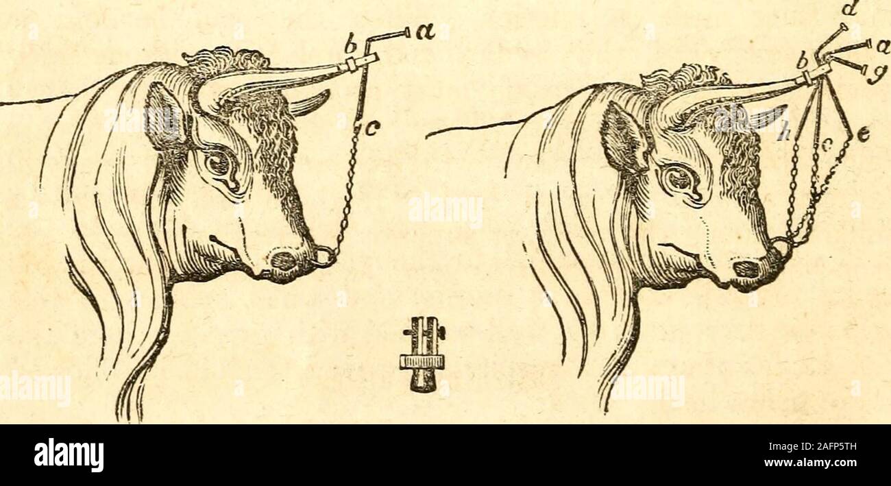 . Animali domestici; : storia e descrizione del cavallo, mulo, bovini, ovini, suini, pollame, e fattoria cani,. Fig. 6. Fig. 7.. Per addomesticare animali selvaggi. Figg. 6 e 7, per addomesticare uno scafo; b in Fig. 6, è un capscrewed sulla punta di corno; una c, un tondino di ferro hangingon un perno nel tappo, con una catena di raggiungere l'anello ia Foto Stock