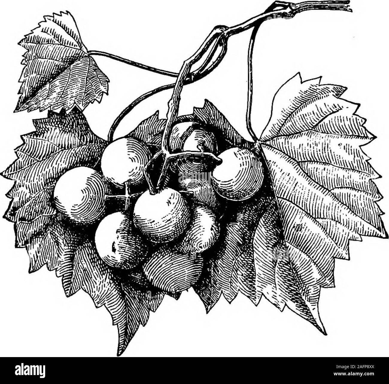. Lezioni con piante. Suggerimenti per vedere e interpretare alcune delle forme comuni di vegetazione. rticultural o comune senso di lingua, paglia-le bacche e le more sono frutti di bosco, ma nell'sensegrapes botanico, ribes, uva spina, i pomodori e le arance sono i frutti di bosco.La parola è comunemente utilizzata in questi due significati senza muchconfusion derivanti, ma se dovesse essere necessario scegliere trai due, si deve ricordare che il botanico theword preso in prestito dal linguaggio comune e che quest'ultimo, pertanto, hasprior diritti. 324. Se non ci sono differenze di costante in thepistils di ba Foto Stock