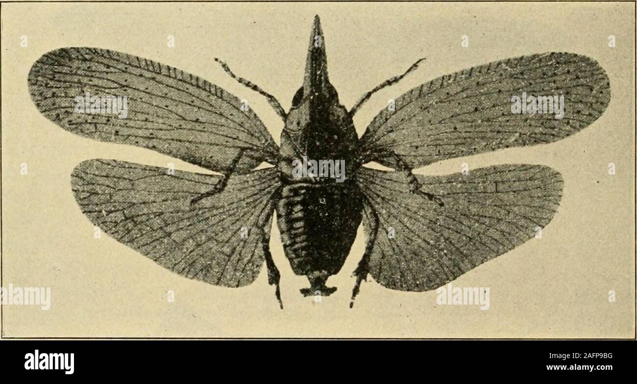 . Un manuale di pericolosi insetti suscettibili di essere introdotti negli Stati Uniti attraverso le importazioni. tner; Java. Aspidiotus ( Targionia.) glomerata verde; India. Aspidiotus () Targionia sacchari Cockerell; West Indies, Java, Guiana britannica. Chionaspis Zehntner depressi; Java, India. Chionuspis madiunensis Zehntner; Java. Chionaspis saccharifolH Zehntner; Java. Chionaspis tegalensis Zehntner; Java, Maurizio.Unarmored- Aclerda japonica Newstead; India. Asterolecanium bamhusx Boisduval; Madera. IceTy2 seychellarum Westwood; Seychelles, Madera, Formosa. Lecanium guerinii Signoret; Maurizio. Leca Foto Stock