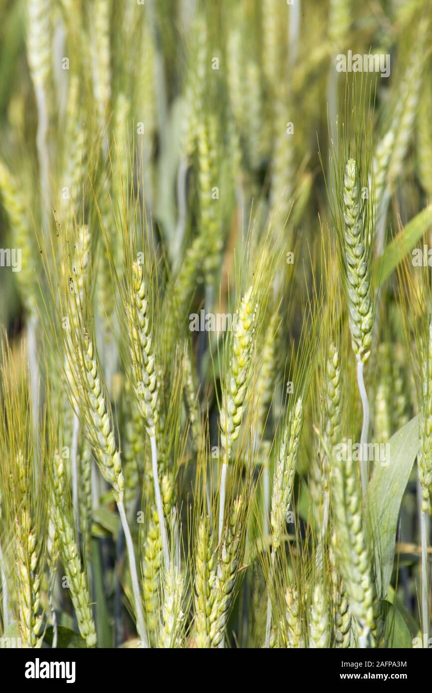 Orzo raccolto di cereale Rajasthan, India. Febbraio. Foto Stock