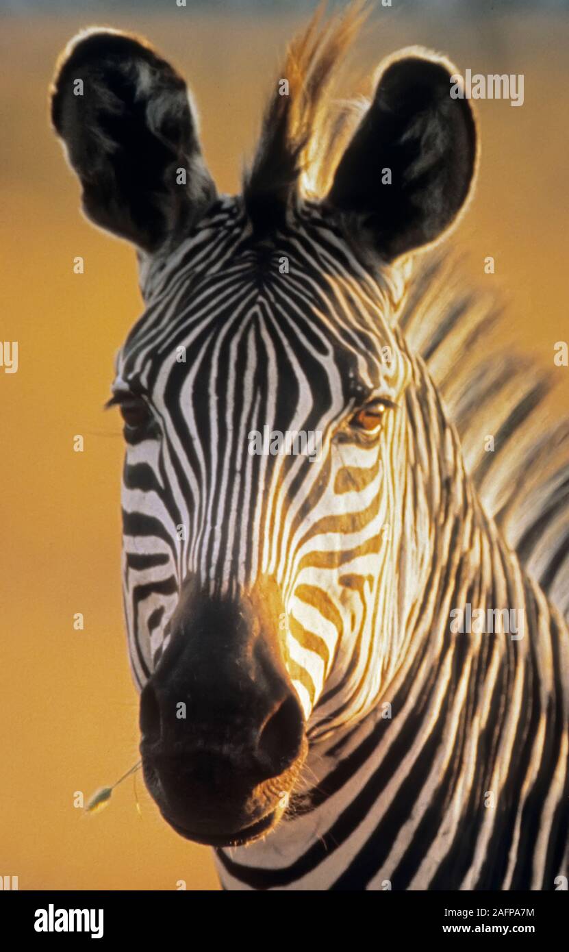 Zebra, Africa orientale Foto Stock