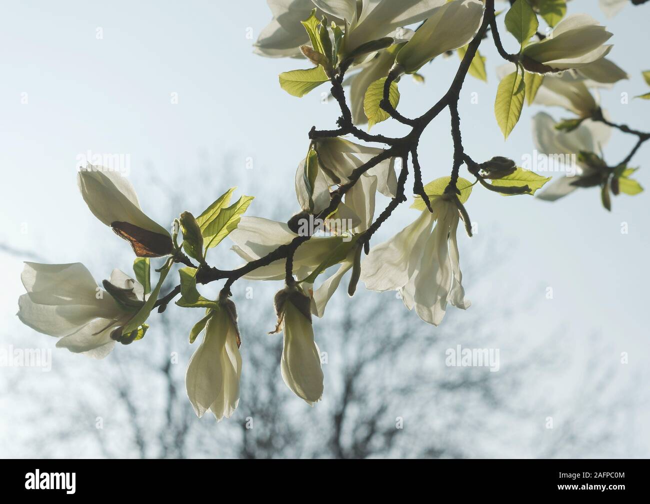 Fiori di un albero di magnolia contro la luce Foto Stock