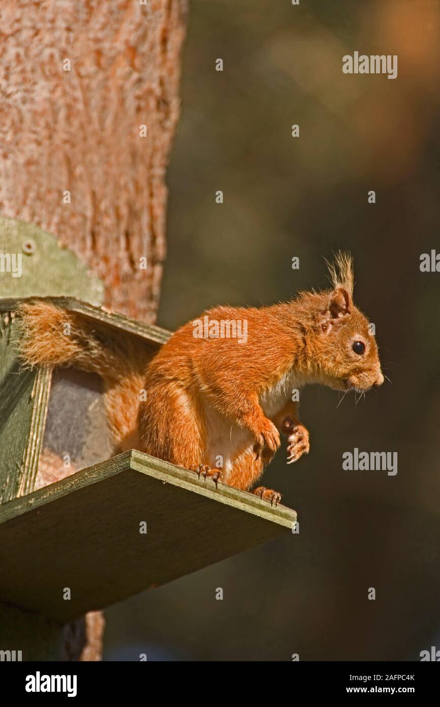 Scoiattolo rosso (Scurius vulgaris). Adulto in piedi sulla piattaforma di entrata di un giardino bird feeder. La Scozia. Maggio. Foto Stock