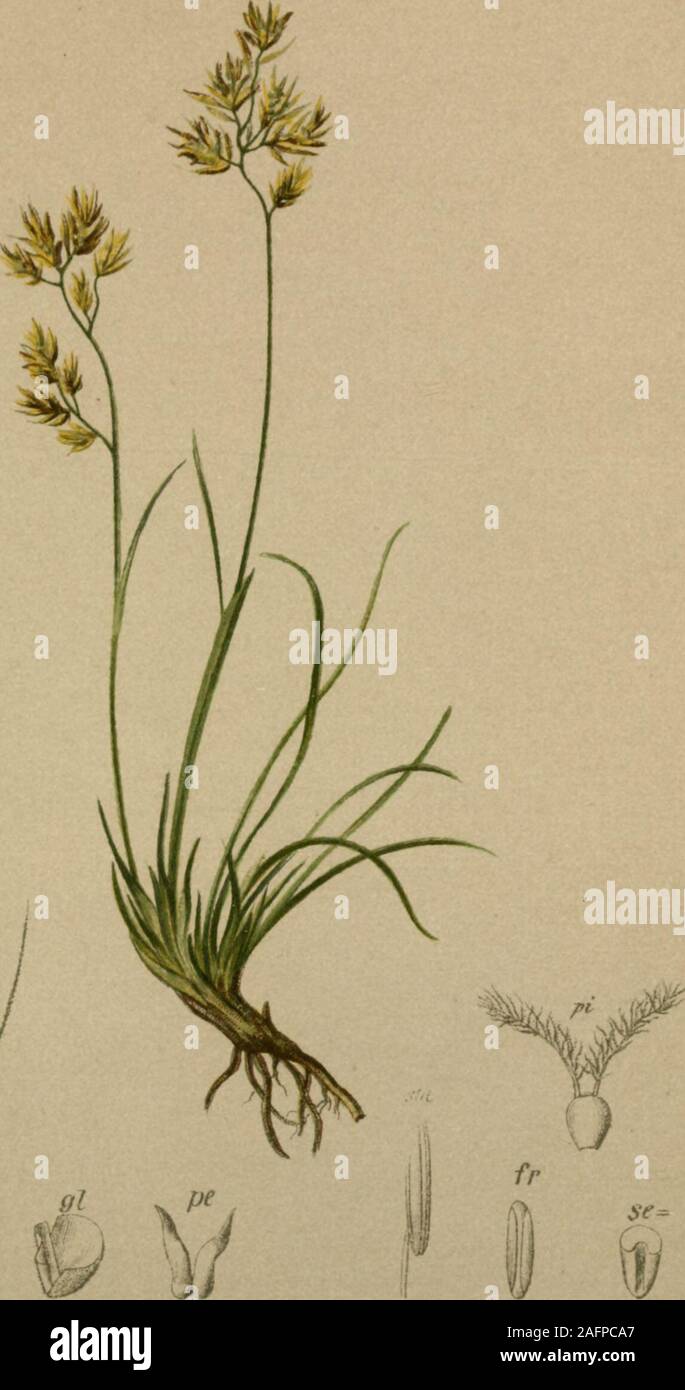 . Atlas der Alpenflora. 7l&GT; ^. Festuca pumila Chaix. - Niedriger Schwingel. Schweiz bU KärLten, trockene Stellen, 1600-a2oo M., bes. auf Kalk, Juii, Axigust. 490. ISA Foto Stock