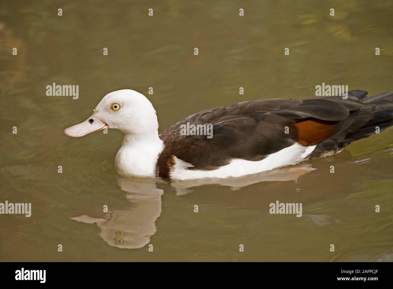 SHELDUCK RADJAH (Tadorna radjah). Foto Stock