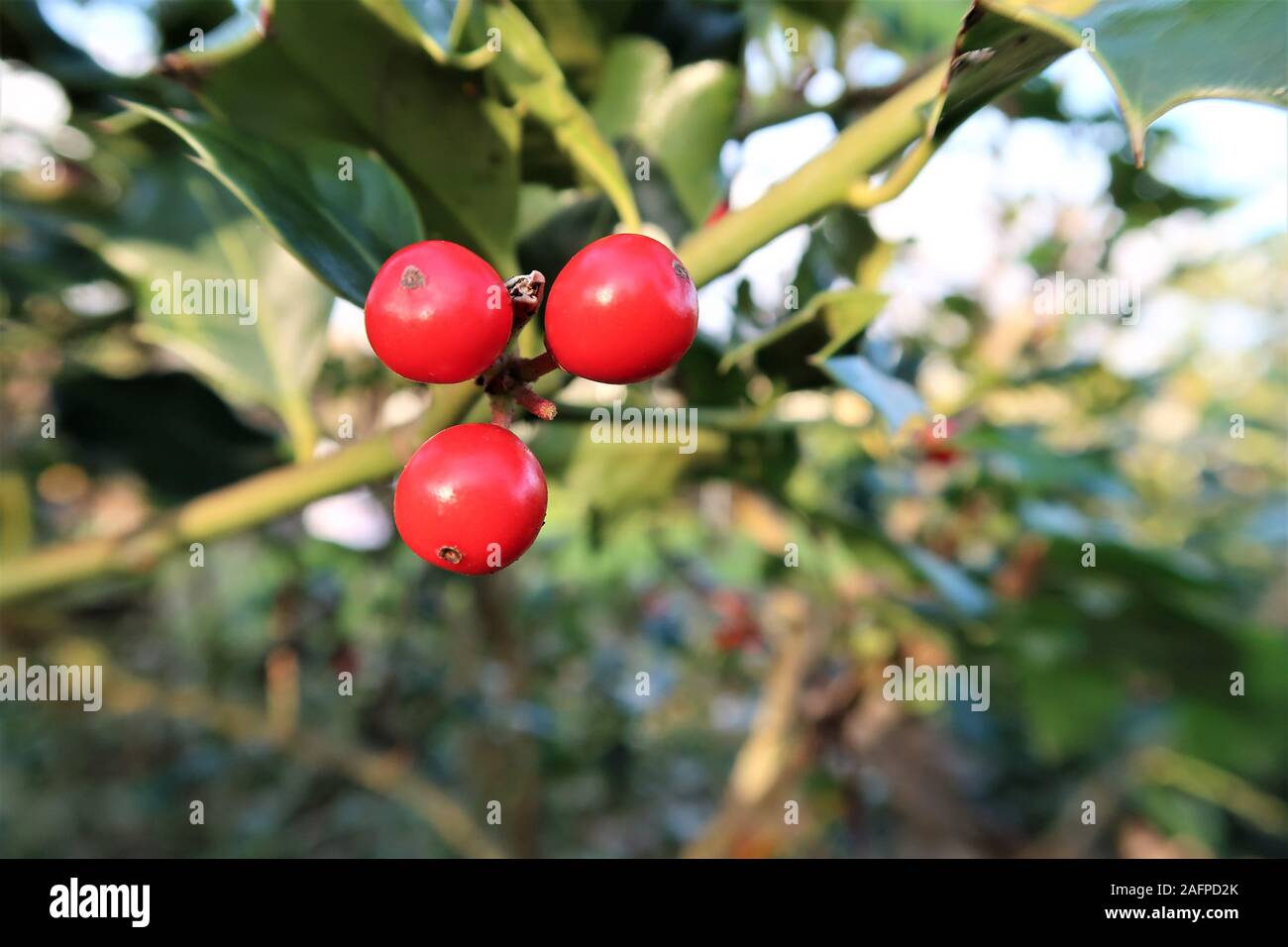 Natale agrifoglio bacche rosse, Ilex aquifolium impianto. Foto Stock