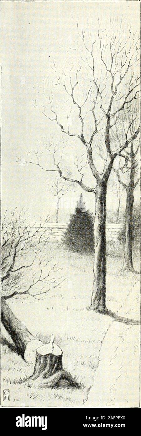 . San Nicola [numero]. è stato tagliato. A qualsiasi velocità, heleaped fuori in aria senza un attimo di hesita tion, anche se vi è stato uno spazio di almeno twentyfeet tra lui e il successivo albero. Egli fu il più sorpreso scoiattolo si eversaw quando ha trovato nessun albero di attesa per lui.Down ha ruotato attraverso l'aria e colpito theroadway con un urto. Anche se duramente scossa, hewriggled in un vicino, di scarico verso il basso che hedisappeared come il suo cugino, lo scoiattolino. Afew delle settimane più tardi, ho trovato ancora lui vicino alla casa,questa volta sull'altra fila di alberi e una volta againI ran dopo di lui. Da albero ad albero egli flasheda Foto Stock