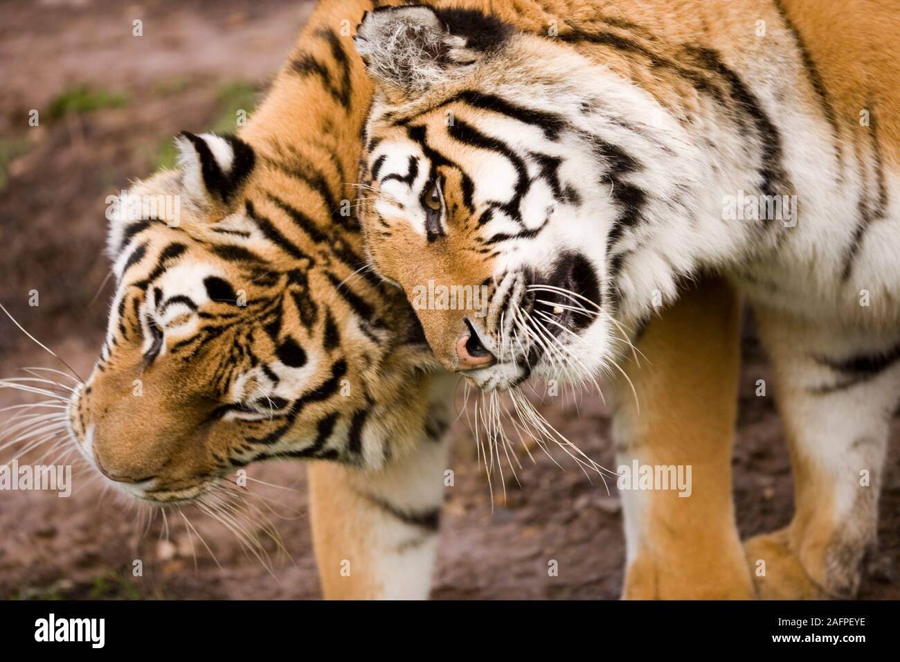 AMUR o le tigri siberiane (Panthera tigris altaica). Messaggio di saluto Foto Stock