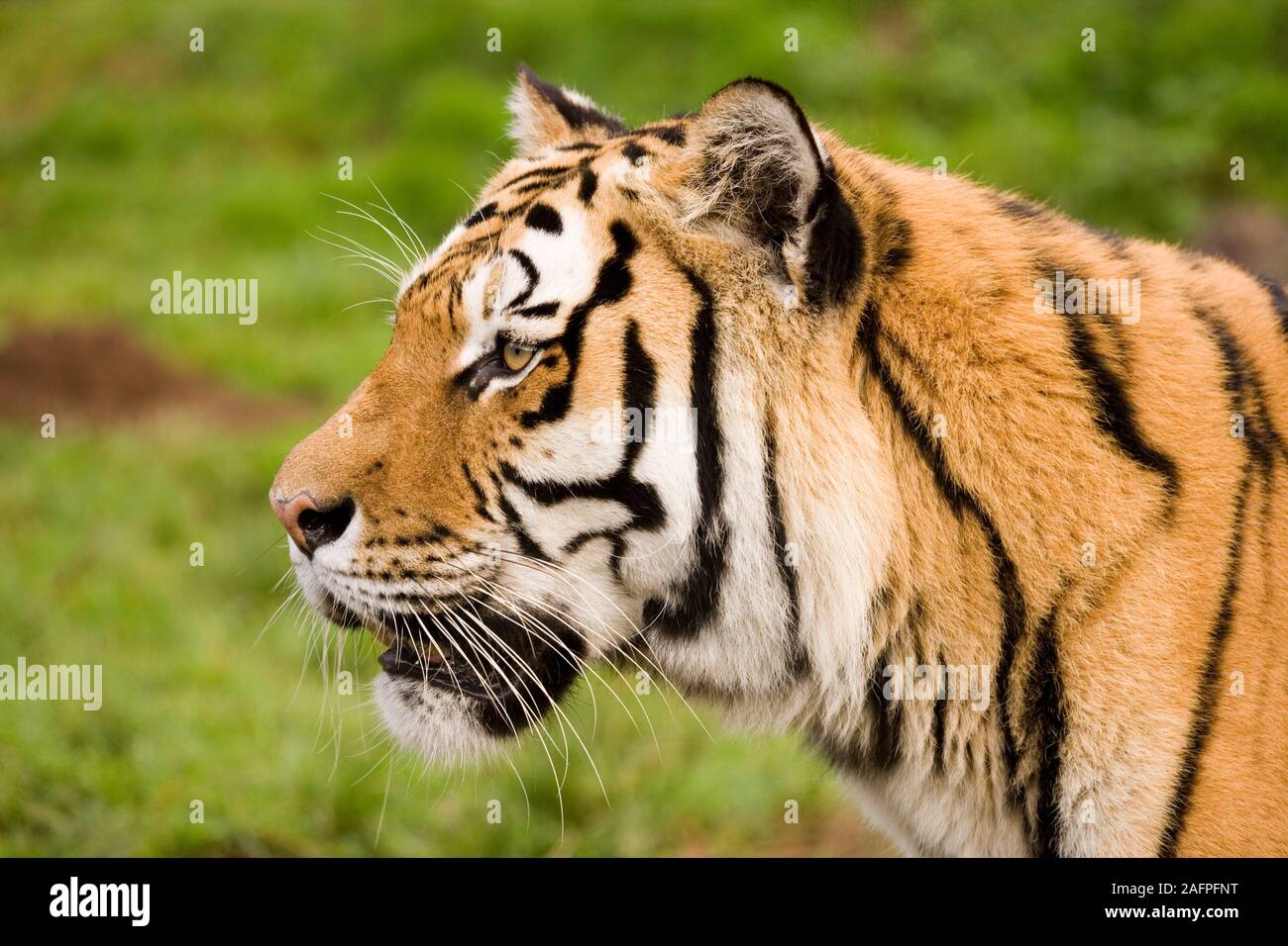 O di Amur tigre siberiana (Panthera tigris altaica). Foto Stock