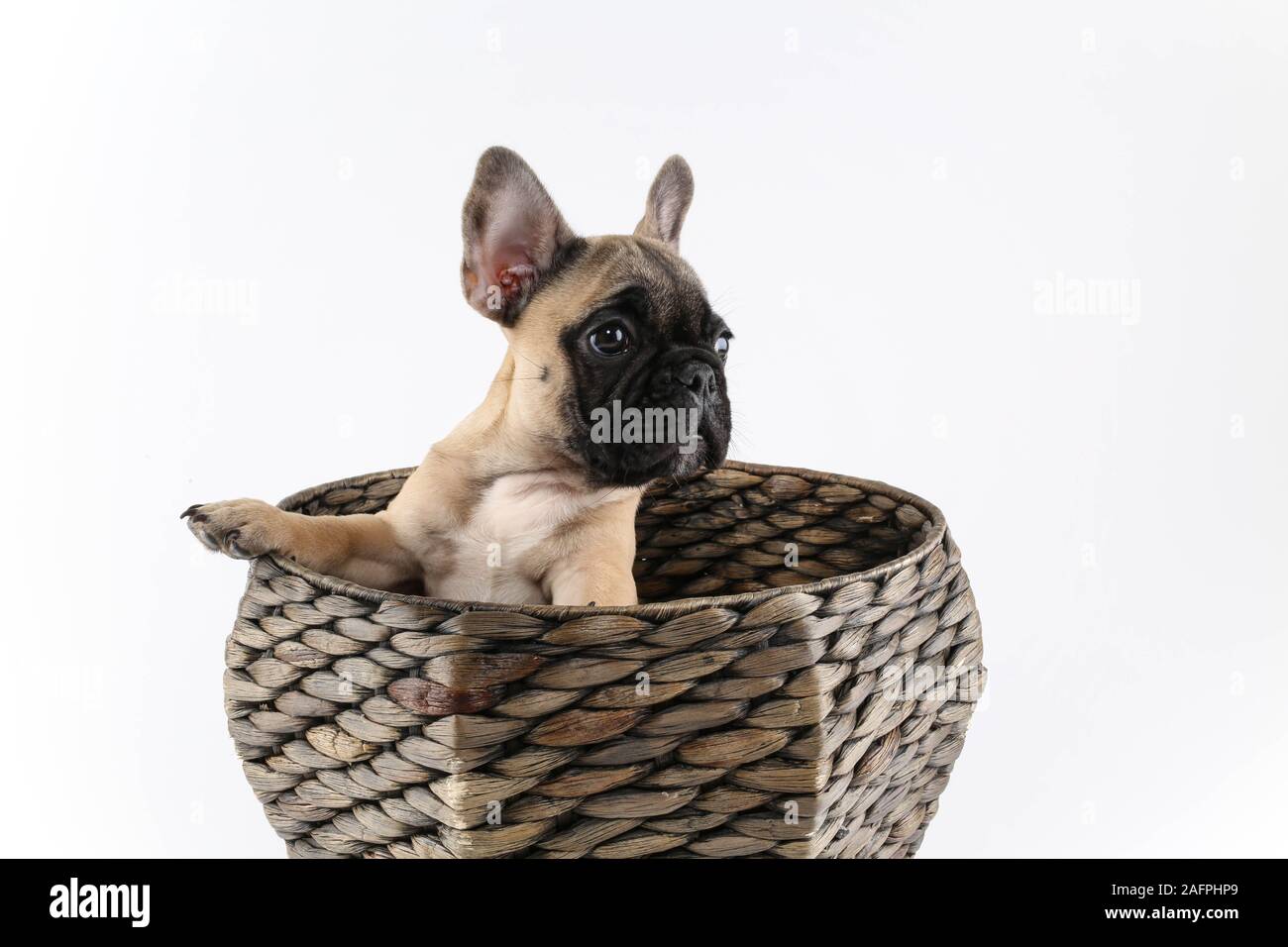 Bulldog francese cucciolo di cane in cesto studio professionale di fotografia Foto Stock