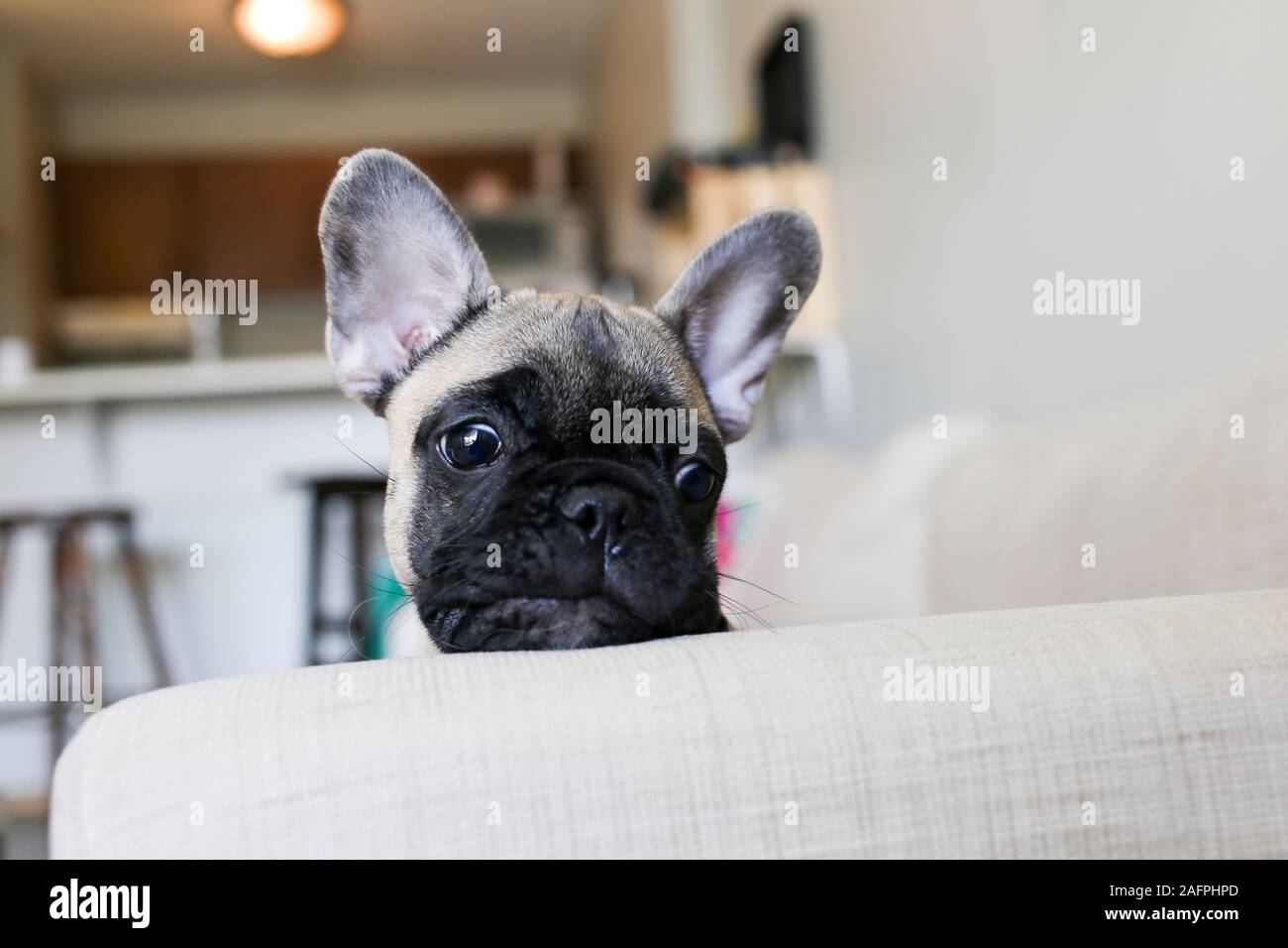 Adorable bulldog francese cucciolo fa capolino oltre il lettino Foto Stock
