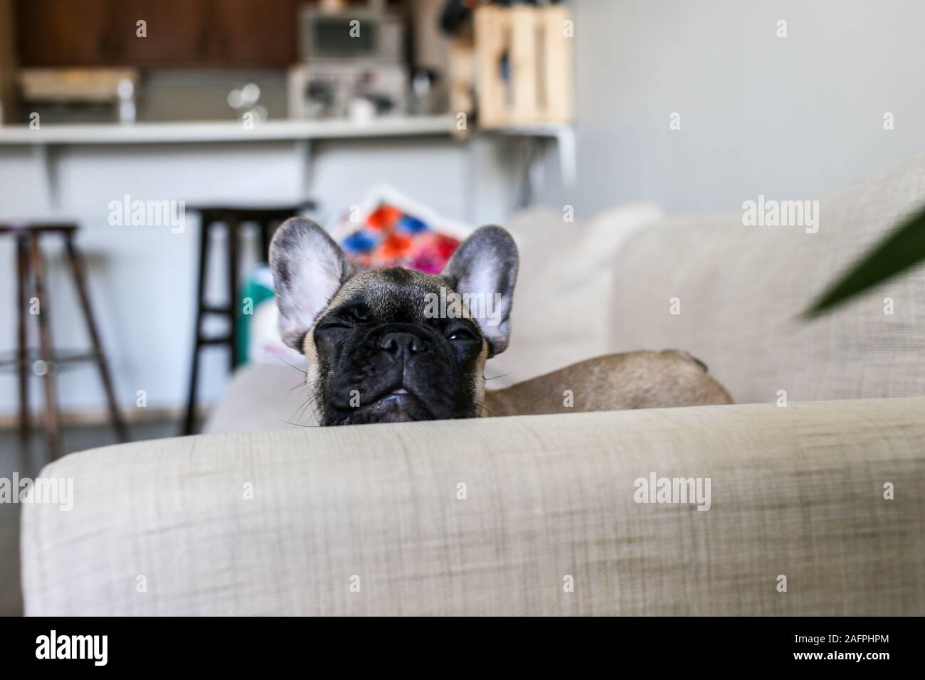 Funny bulldog francese cucciolo sbirciando su lettino occhiolino Foto Stock