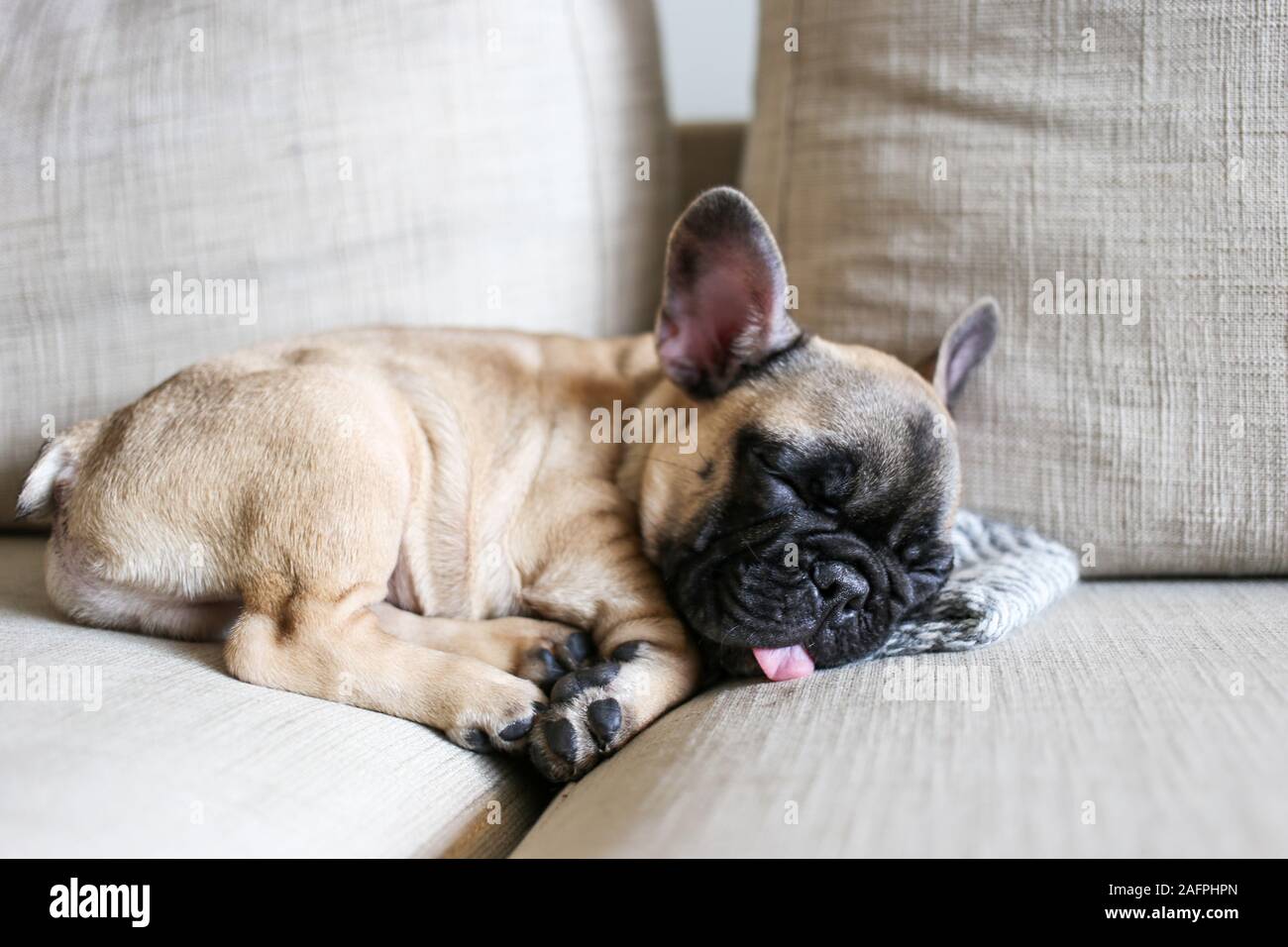 Tiny bulldog francese cucciolo che dorme sul divano con la lingua di fuori Foto Stock