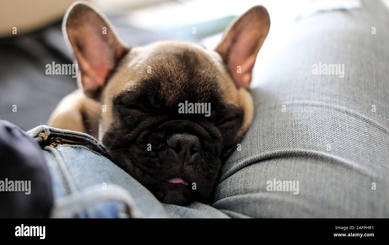 Baby bulldog francese di dormire sulla donna lap sul lettino Foto Stock