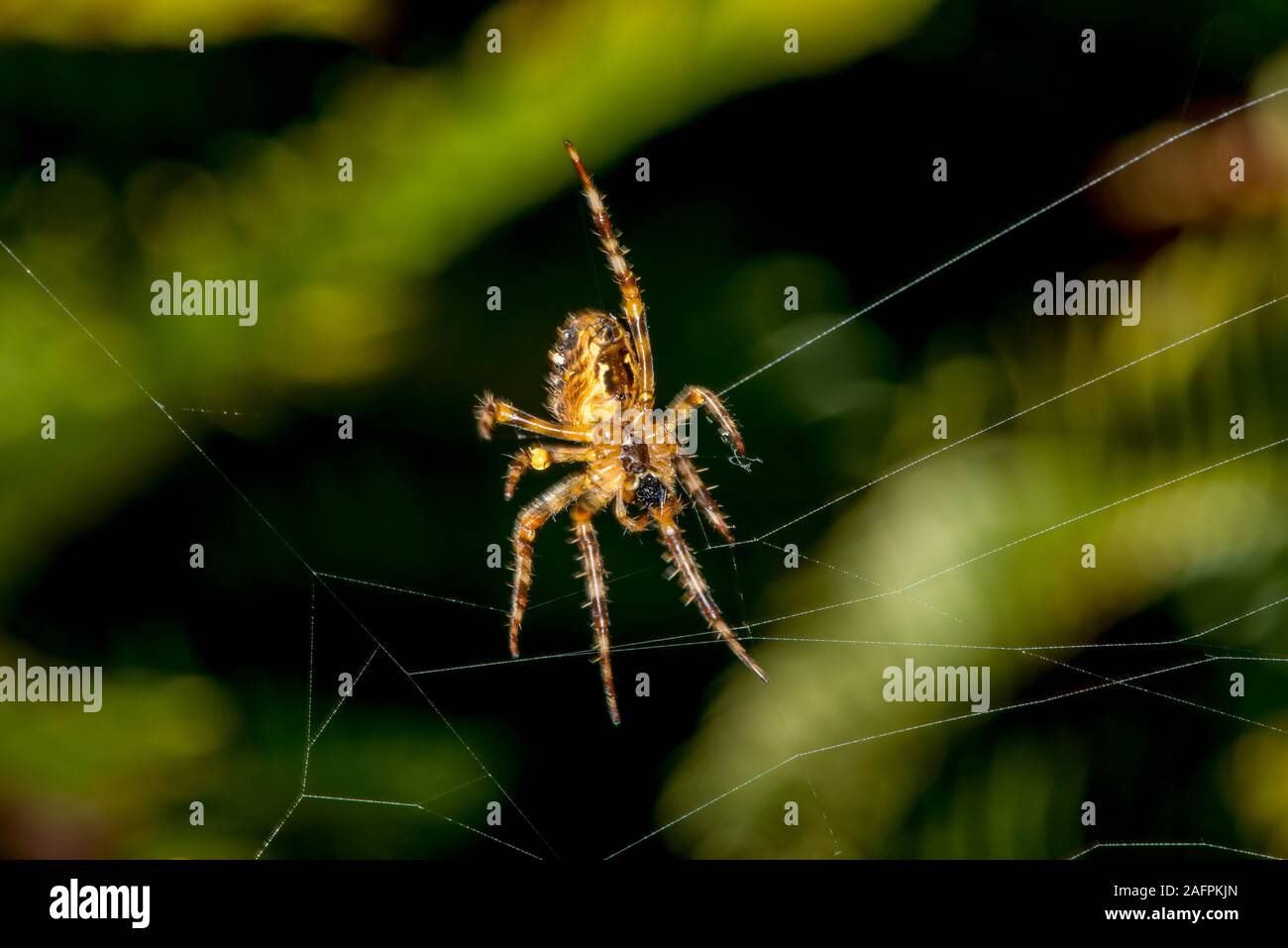 Quinault, Washington. Quinault Rain Forest, il Parco Nazionale di Olympic. Giardino europeo, ragno Araneus diadematus nella sua web. Foto Stock