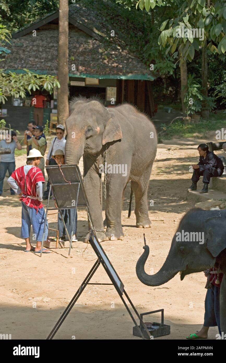 Elefanti asiatici (Elephas maximus), addestrati a dipingere immagini, "tele" su cavalletti. Maesa Elephant Camp, Chiang Mai, Thailandia. Foto Stock