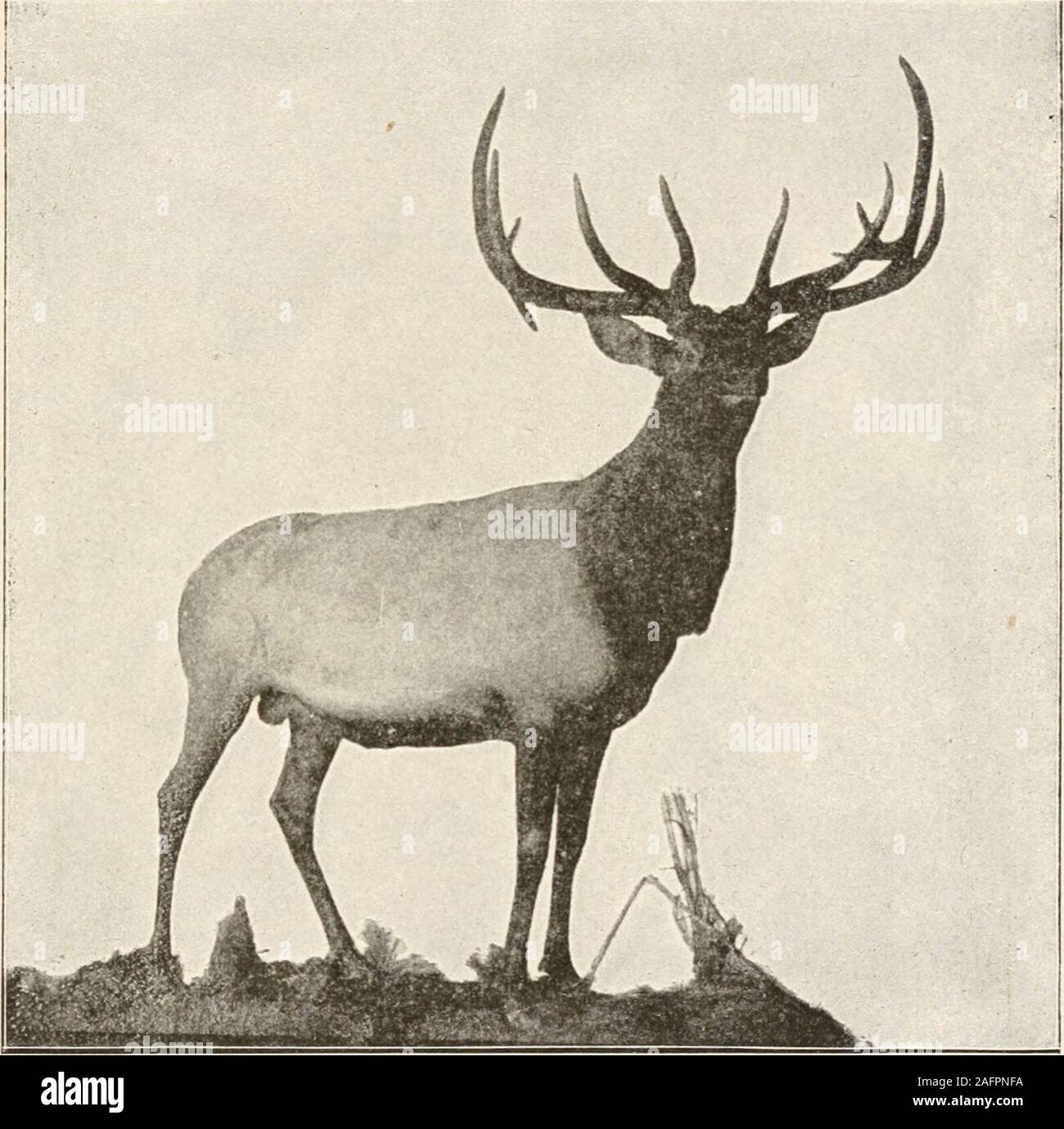 . Il animans e uomo; un elementare di un libro di testo di zoologia e fisiologia umana. kened unghie delle dita. L'ungulati sono tutti herbiv-orous ed hanno i denti molari montato per la molatura, thecanines essendo assente o piccole. L'ordine è diviso in posizionedi Perissodactyla o dispari-toed forme, come il cavallo, zebra,tapiro e rhinocerus e Artiodactyla o addirittura-toedforms, come i buoi, pecore, cervi, cammelli, suini e hippo-potami. Il Artiodactyls comprendono due gruppi, Ru-minants e non ruminanti. Tutti i nativi di Ungulataof i nostri Stati del Nord appartengono ai ruminanti, così calledbecause di thei Foto Stock