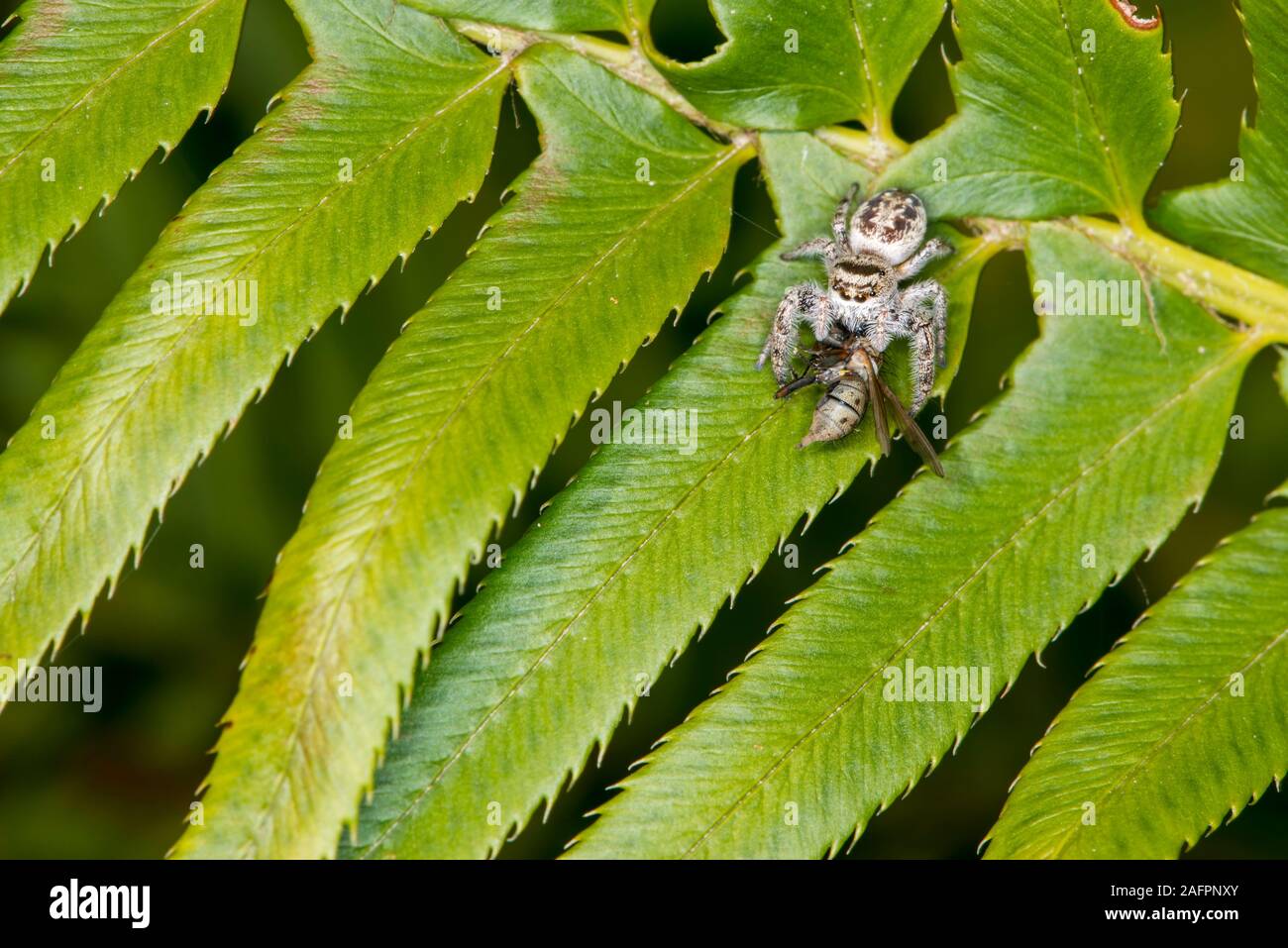 Quinault, Washington. Quinault Rain Forest, il Parco Nazionale di Olympic. Jumping spider alimentazione su un volo. Foto Stock