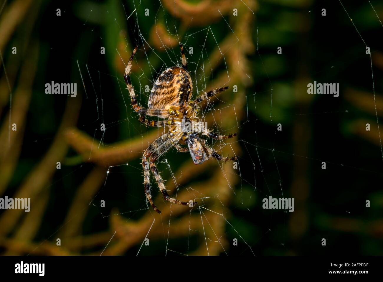 Quinault, Washington. Quinault Rain Forest, il Parco Nazionale di Olympic. Giardino europeo, ragno Araneus diadematus con preda. Foto Stock