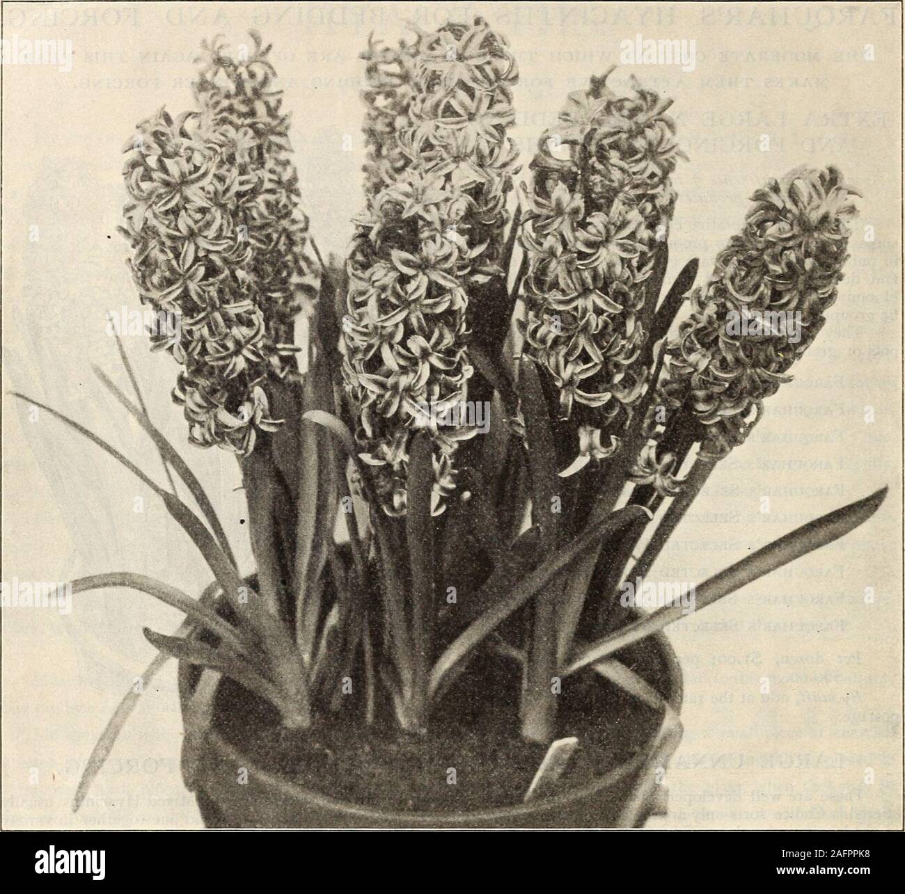 . La lampadina catalogo 1904. 25 SCILLA CAMPANULATA ALBA (bianco giacinto di legno) 2,00 SCILLA SIBERICA (blu Squill) . 1,75 SINGLE-FIORITURA SNOWDROP 1.00 HORSFIELDII NARCISO (Gigante Giallo Daffodil) 3,50 Narciso imperatore 3.50 SPURIUS NARCISO (grande tromba, molto grande giallo Daffodil) 2,00 Narcissus poeticus (Poeti Daffodil) 75 NARCISSUS DOUBLE VON Si0N (Doubl.: Giallo Daffodil) 3.00 LILIUM CANADENSE (Canadian campana-fiore) 9.00 LILIUM SUPERBUM (Turks-Cap Lily) 7.50 Spring-Onlyflourish per 1.000 $10.0016.0015.00 8.5024.0030.0015.00 4.5022.00 R. & J. Farquhar & Co. non dà alcuna garanzia espressa o implie Foto Stock