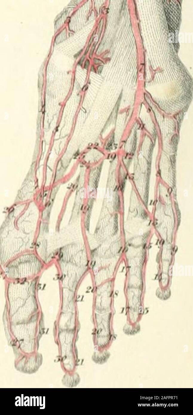 . Piastre di le arterie del corpo umano. Ho 1 fS(j^. XXXVII PIASTRA. La figura I. Questo rappresenta il piede destro di un uomo di quarantadue anni in cui le arterie sono irregu-larly distribuiti. 1, 1. Peroneus longus. 2, 2, Peroneus brevis. 3, parte dell'estensore longus communis digi- torum. 4, parte dell'estensore proprius hallucis. 5, 5. Anticus tibiale. 6, l'origine dell'estensore brevis communis digi- torum. 7, 7. Abductor digiti minimi. 8, Abductor hallucis. 9, 9, 9, 9. Esterno muscoli interossei. 10, il tendine dell'estensore hallucis. 11, 11, 11, 11. Tendini dell'estensore organi giurisdi- digito nis Foto Stock