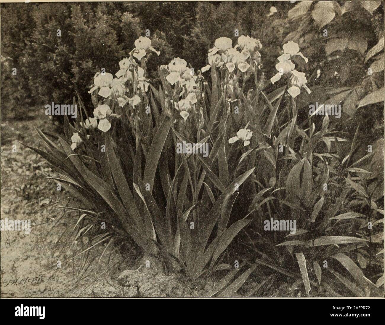 . La lampadina catalogo 1904. IP OPYRtGHT04-.& J. FARqUHAR &. Intrico di Iris, mostrando una wild op effeet naturale per la piantagione di bulbi per giardini selvatici bellissimi effetti possono essere prodotte da piantare molti tipi hardier offlowering lampadine in masse tra alberi e nella parte anteriore di ammassi di arbusti,tali lampadine come sono perfettamente hardy e che quando una volta piantato, sono probabilmente ae si moltiplicano di anno in anno senza ulteriore assistenza, dovrebbe essere impiegata. I seguenti tipi sono tra i hardiest e migliore per naturalizing in questo modo : Per ioo SCILLA CAMPANULATA COERULEA (blu giacinto di legno) $1.25 SCILLA CAMPANULATA Foto Stock