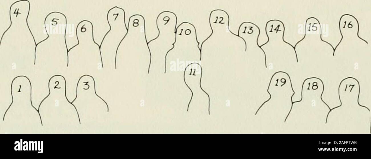 . Il rododendro [numero]. 1. Mahala Collette 2. Dennis Herman,Presidente 3. Ann Abernethy 4. John Sullivan 5. Lenna Lyall,vicepresidente 6. Sherry Hinson 7. Larry Elledge 8. Donna liccio 9. Jim Smith10. Brenda Whitaker 11. Phyllis Walsh 12. Neal Laxton 13. Brenda Hoyle 14. Susan Clark,Segretario 15. Mac Stroupe 16. Honk Greer,Cappellano 17. Debbie Craig 18. Jim Fitch 19. Betsy Graham Foto Stock