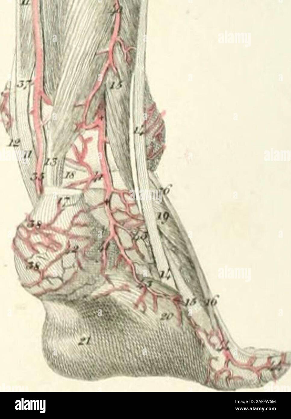 . Piastre di le arterie del corpo umano. ? : -Y^ :. Piastra XXXV. Exliihits arterie della parte posteriore della gamba. La Figura I.mostra le arterie superficiali. 1, Vastus extornus. 2, 2. Il tendine del muscolo sartorious. 3, n. Il tendine del muscolo gracile. 4, 4. yemitendinosus muscolo. 5, 5, 5. Semimembranosus muscolo. 6, (3. Bicipite cruris flessori. 7, 7, 7, 7, 7. Plantaris del muscolo. 8, 8, 8, 8. Dal gastrocnemio. 9, 9, 9. Il soleus. 10, 10, 10. Tendo Achilis. 11, 11. Longus flessore digitorum communis. 12, il tendine del tibiale posticus.J3, 1.3, 13, 13. Peroneus longus. 14, 14, 14, 14. Peroneus brevis Foto Stock