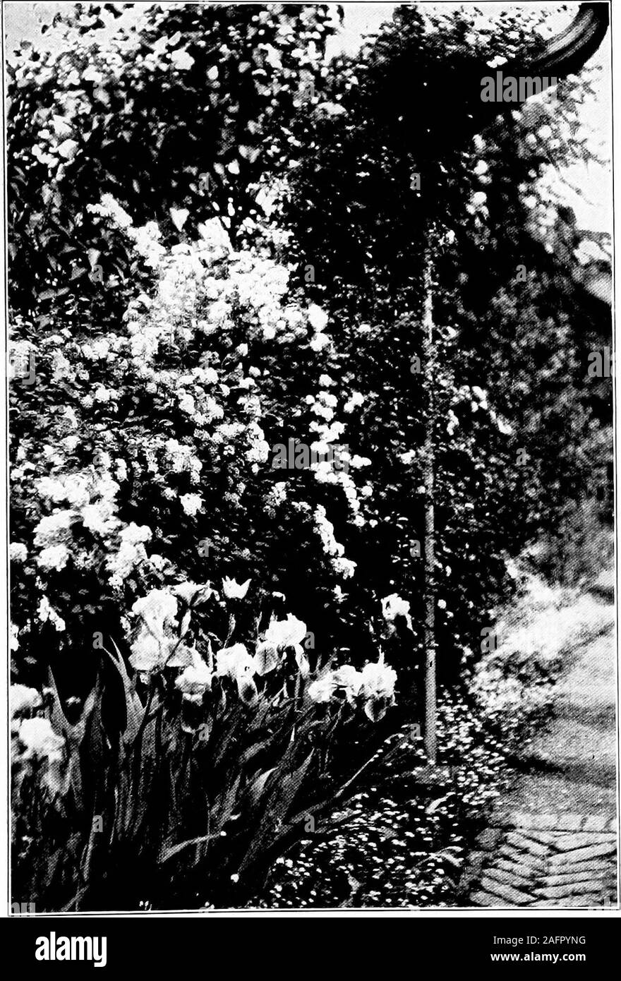 . Il piccolo giardino di peonie, in athoroughly aggraziato e soddisfacente. Questi spireas weplanted un piede oltre, in una riga - il metodo migliore per tutti decidu-unità organizzative piante per siepi. Sono state impostate quando due piedi di alta. Peril evergreen o non-caducifoglie siepe, preferisco sempre Americanarbor-vitse, quando può essere avuto. Ma è molto costoso e itslife è un po' precaria in alcuni suoli e dimates. Casella è, naturalmente, il materiale per climi meridionali; ma la casella di troppo costoso,e a volte disomogenea nel comportamento. Una combinazione di due grandi arbusti eccezionalmente buono è bushhoneysuckle {Lonicera bella Foto Stock